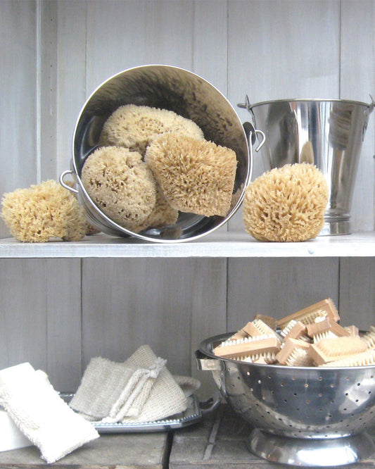 Sea Sponge