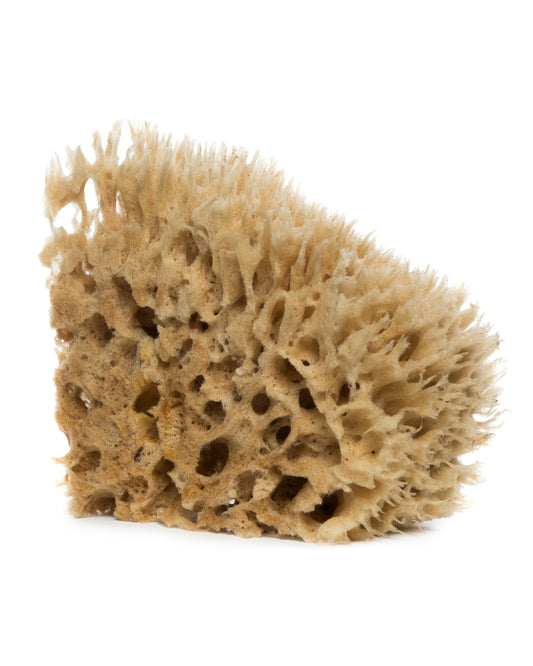 Sea Sponge