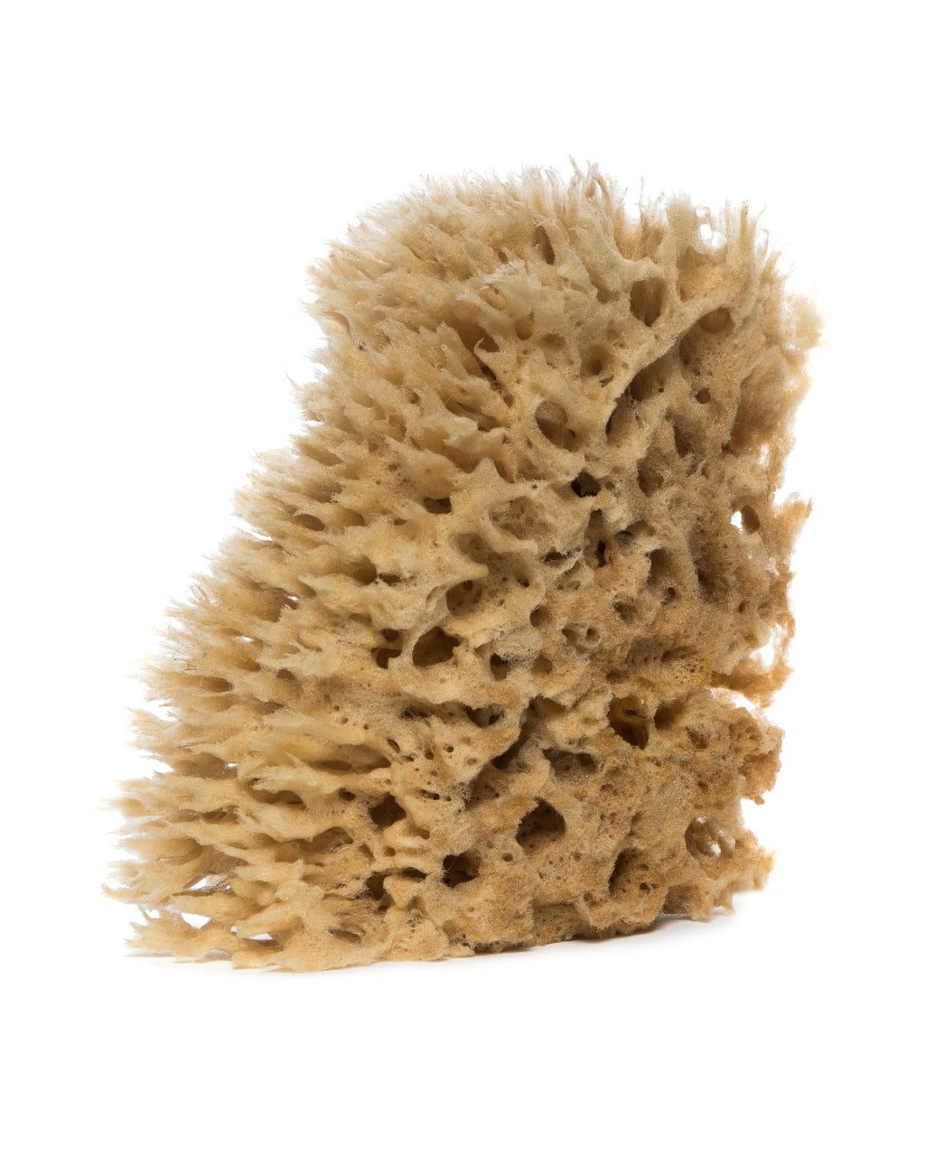 Sea Sponge