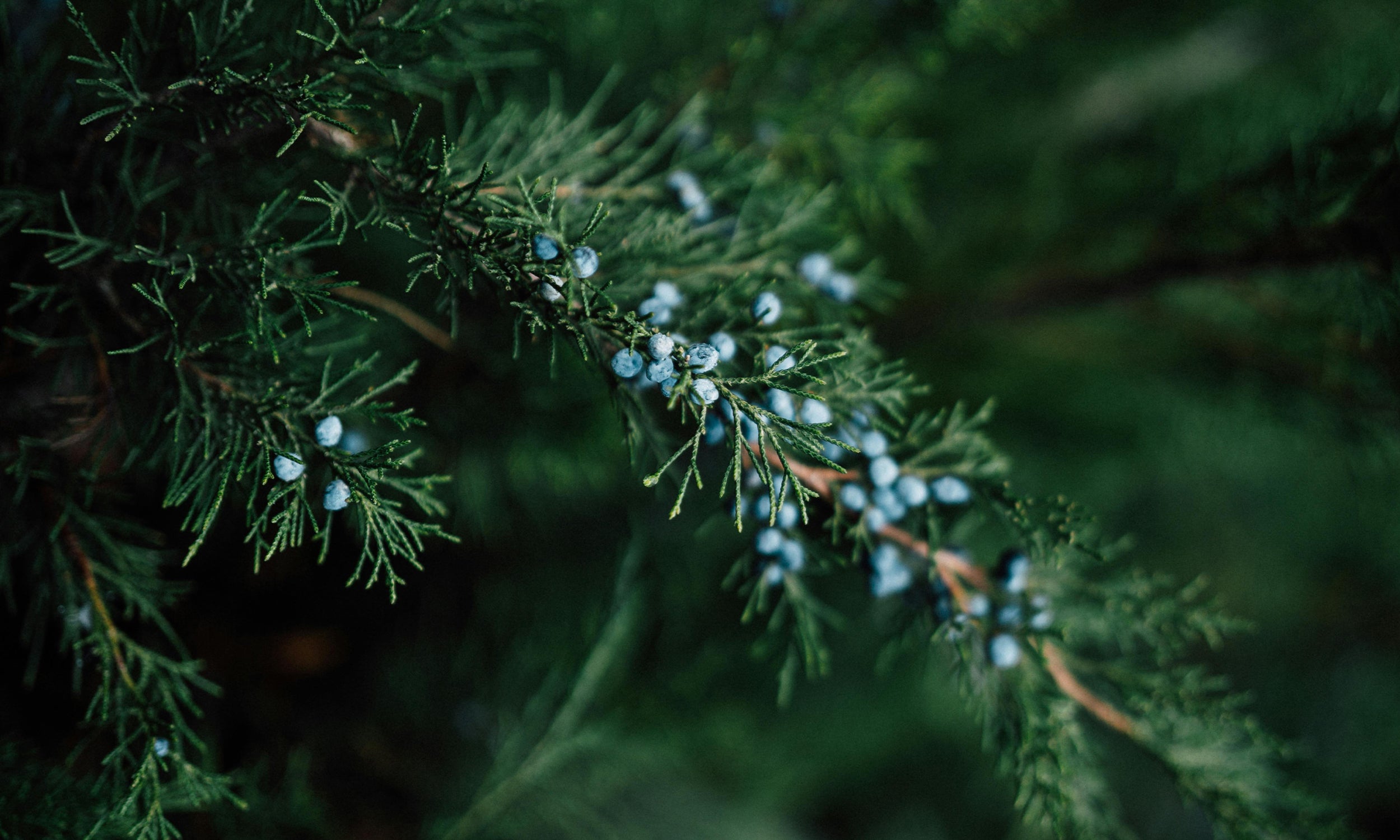 Citronella + Juniper Small Outdoor Candle | K. Hall Studio