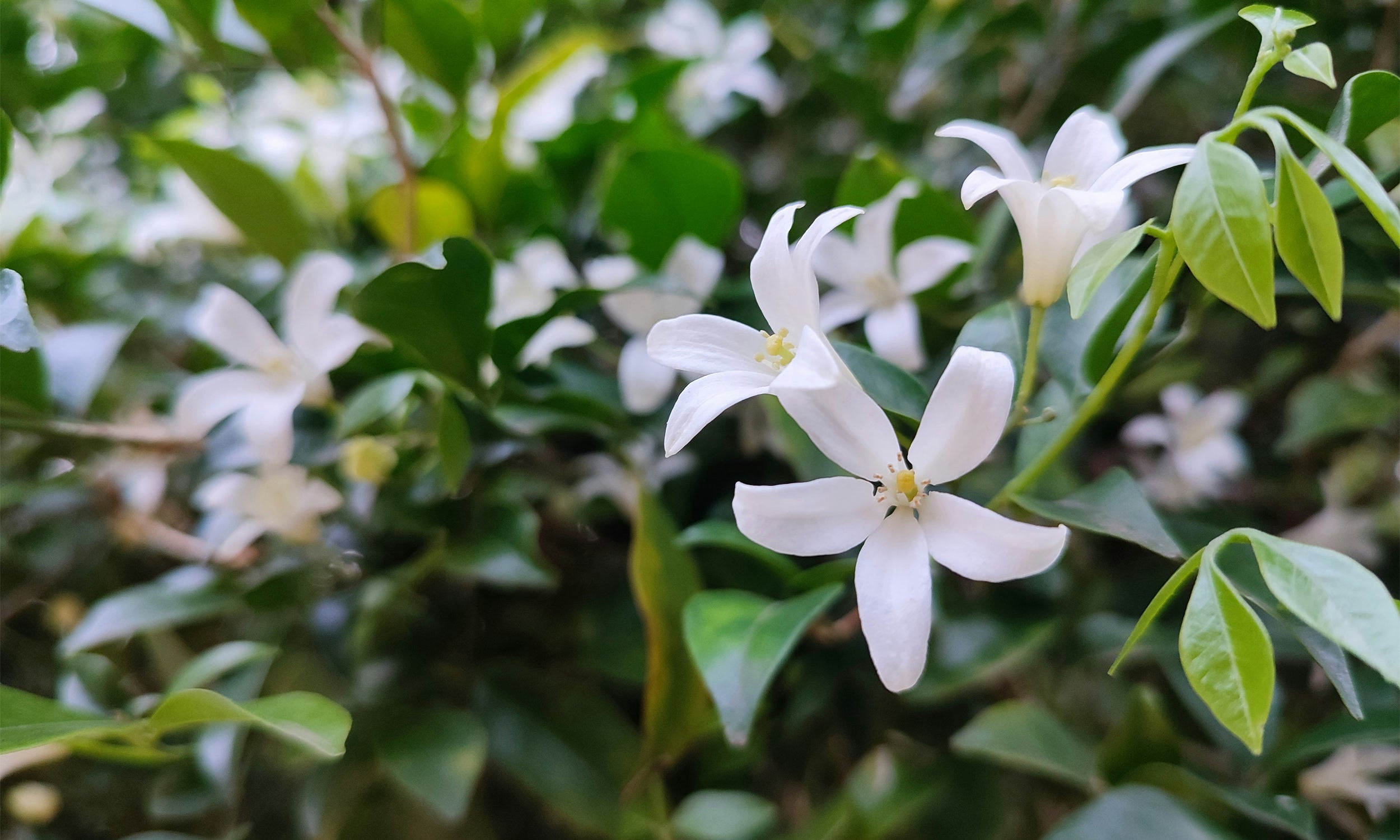 Egyptian Jasmine Triple Milled Bar Soap | K. Hall Studio
