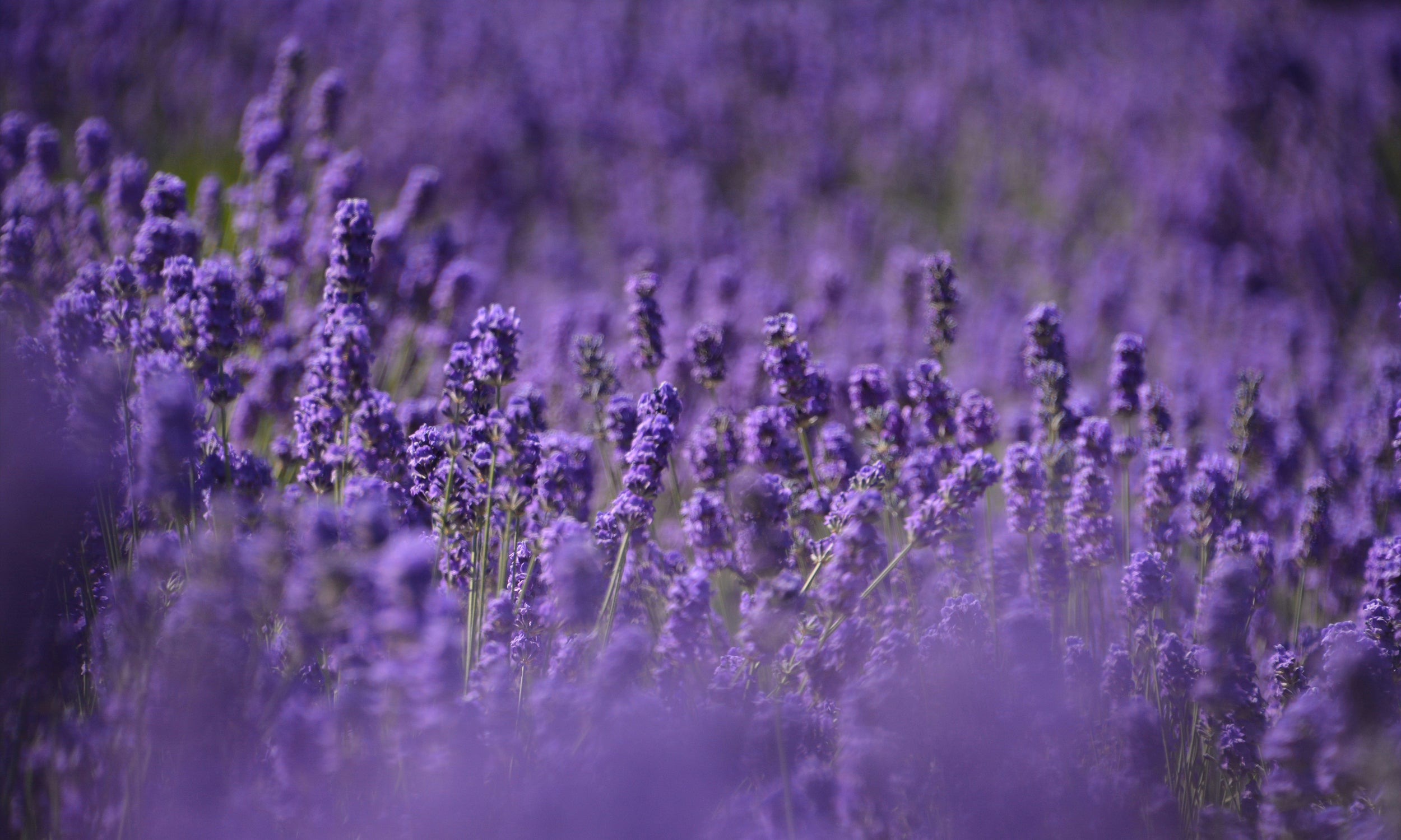 Lavender Triple Milled Bar Soap | K. Hall Studio